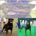 Excelente camada de Rottweiler - mejor precio | unprecio.es