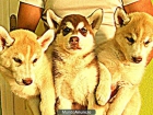 husky 200 euros - mejor precio | unprecio.es