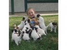 Jack Russell Terrier adopción libre ahora! - mejor precio | unprecio.es