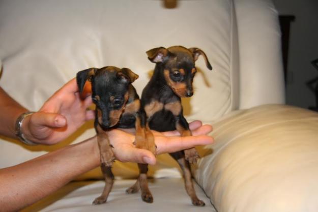 Pinscher Toy Malaga