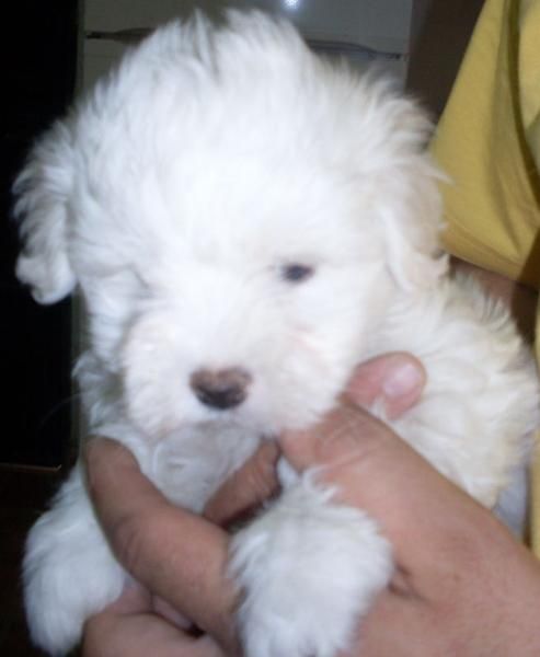 preciosa camada bichon maltes puro 120