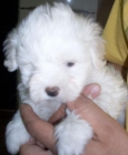 preciosa camada bichon maltes puro 120 - mejor precio | unprecio.es
