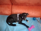 precioso cachorro - mejor precio | unprecio.es