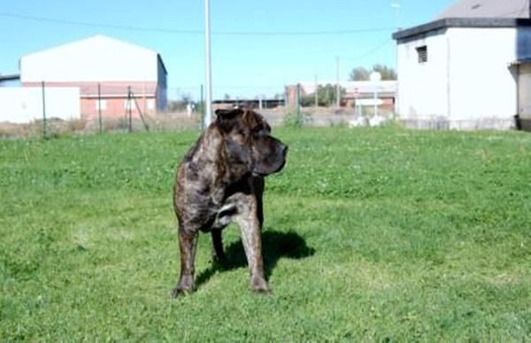 Presas canarios -Dogos canarios