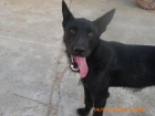 Tanti, podenquito precioso en adopcion (Sevilla) - mejor precio | unprecio.es