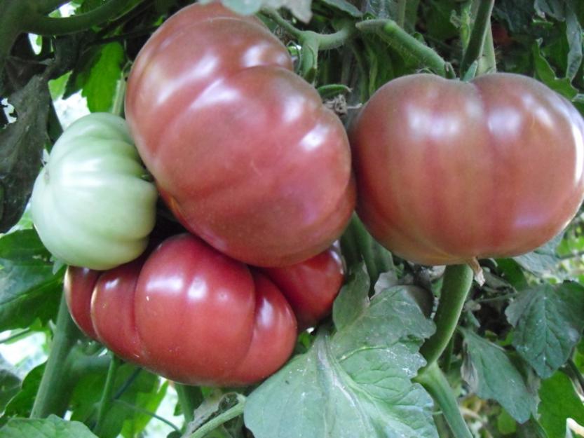 Tomates FLOR DE BALADRE (25 semillas ecológicas)