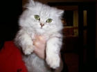 Venta de gatitos persas recien nacidos - mejor precio | unprecio.es
