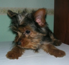 Yorkshire Terrier - mejor precio | unprecio.es