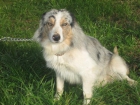 Border collie desde 200€ - mejor precio | unprecio.es