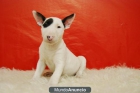 Bull terrier, cachorritos con pedigre, Excelente hueso - mejor precio | unprecio.es