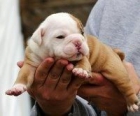 bulldog ingles hembrita toy con pedigree de la RSCE - mejor precio | unprecio.es