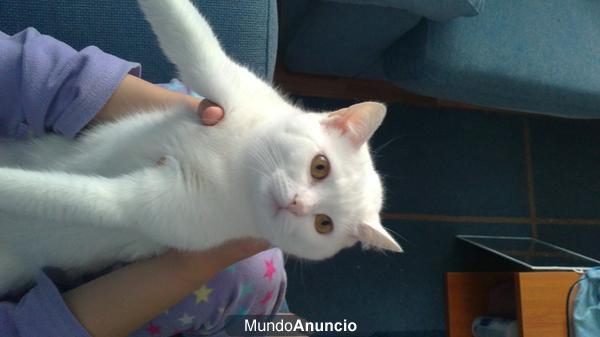 busco gato blanco para monta!!
