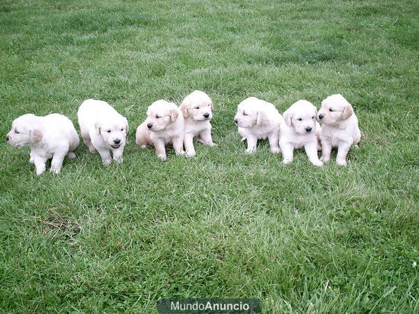 CACHORRITOS   GOLDEN   RETRIEVER