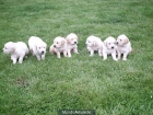 CACHORRITOS GOLDEN RETRIEVER - mejor precio | unprecio.es