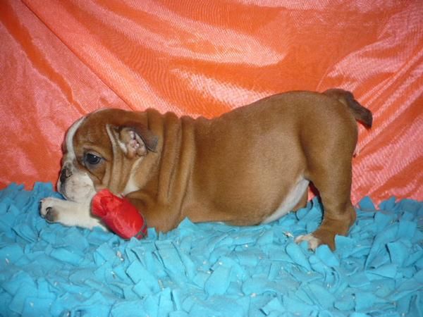 ESTUPENDA CAMADA DE BULL DOG INGLES