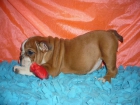 ESTUPENDA CAMADA DE BULL DOG INGLES - mejor precio | unprecio.es