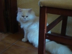Gata persa blanca esperando gatitos - mejor precio | unprecio.es