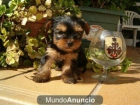 LINDOS YORKSHIRE TERRIER MACHO Y HEMBRAS 400E - mejor precio | unprecio.es