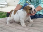 Macho y hembra  con exelente pedigree  150 - mejor precio | unprecio.es