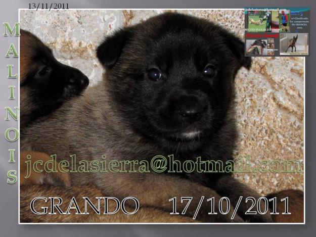 MALINOIS CACHORROS RCI 3