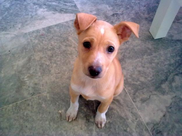 REGALO PERRITA. PODENCO-MANETO 6 MESES