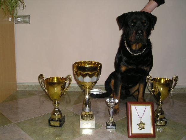 REX DE DACARVILL,ROTTWEILER PARA MONTAS