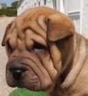 Shar-pei, economicos y espectaculares - mejor precio | unprecio.es