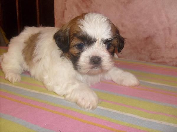 shih tzus se reservan tienen 2 meses