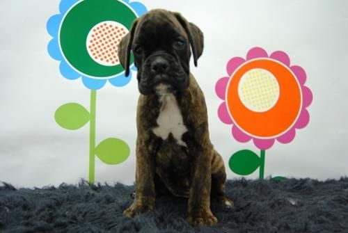 autenticos cachorrazos de boxer¡¡¡¡ camadas de calidad¡¡¡