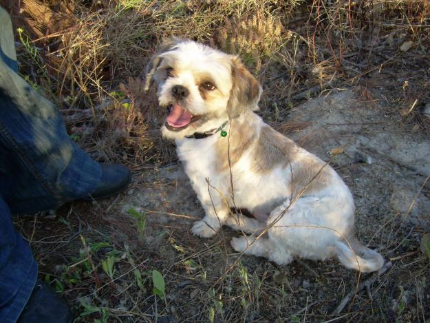 BUSCO SHIH-TZU MACHO PARA MONTA EN BARCELONA