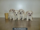 CACHORROS BICHON MALTES - mejor precio | unprecio.es