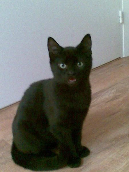CARIÑOSOS GATITOS BUSCAN HOGAR