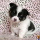 Chihuahua macho nacido el 16.10.09,pedigree. - mejor precio | unprecio.es