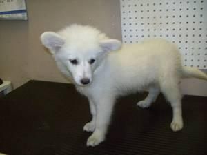 De América Sskimo cachorro Spitz de   120