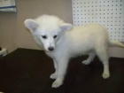 De América Sskimo cachorro Spitz de   120 - mejor precio | unprecio.es