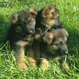 EXCELENTE CAMADA DE PASTOR ALEMAN CACHORROS DE PURA RAZA NACIONALES