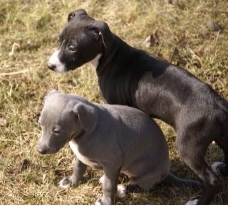 excelentes cachorros de galgo italiano para su adopcion