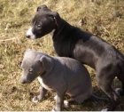 excelentes cachorros de galgo italiano para su adopcion - mejor precio | unprecio.es