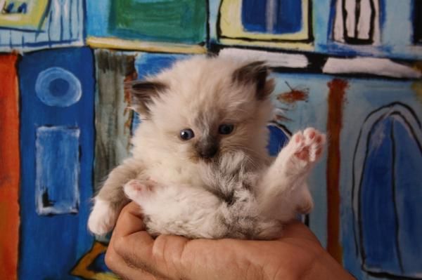 Gatitos Ragdoll preciosos