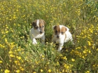 Jacks Russels bicolores cachorros con pedigri. - mejor precio | unprecio.es