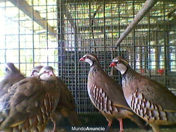 PERDIZ ROJA AUTOCTONA