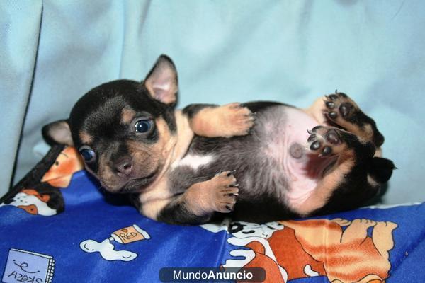 se venden chihuahuas