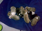 cachorros american tanford - mejor precio | unprecio.es