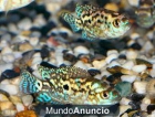 electric blue jack dempsey acuario - mejor precio | unprecio.es