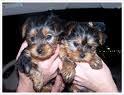 Yorkie cachorro disponible