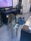 boxer perdido sevilla centro alameda - mejor precio | unprecio.es