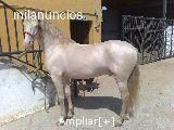 CABALLO LUSITANO ALBINO MUY BIEN MONTADO