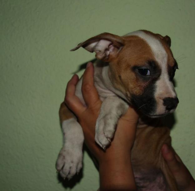 Cachorros American Stafford