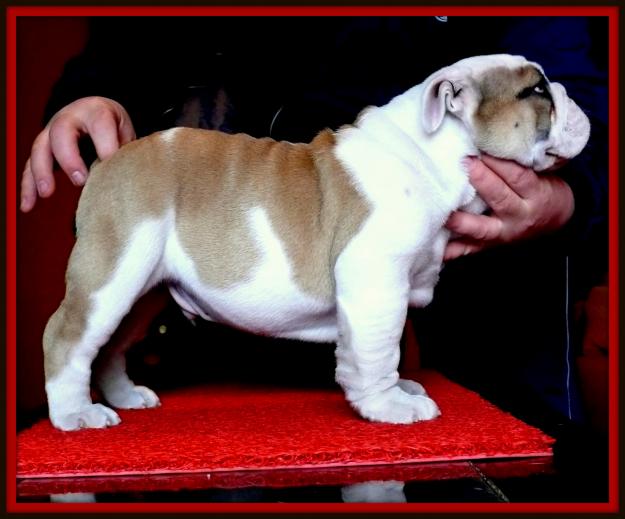 Cachorros de Bulldog ingles