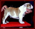 Cachorros de Bulldog ingles - mejor precio | unprecio.es